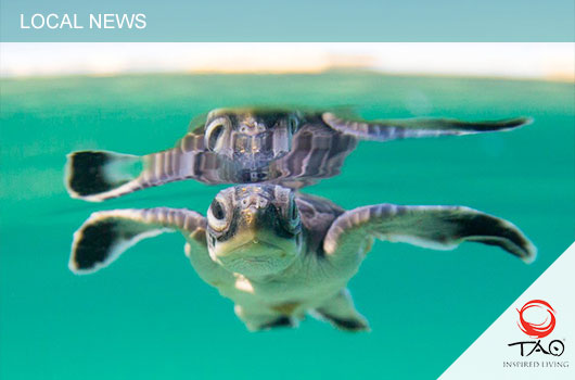 Turtle Season So Far… A FEW REMINDERS FOR NESTING/HATCHING SEASON